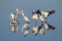 Wood Storks