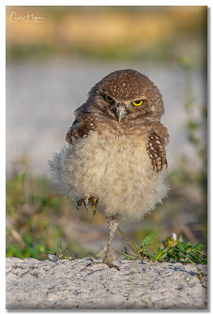 Aerobics