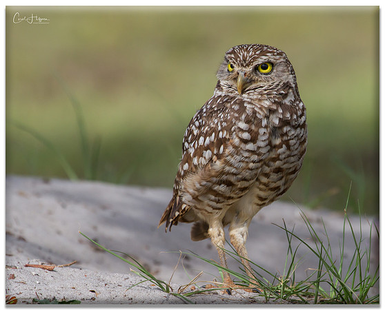 Guarding the Burrow