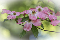 Other Flowers